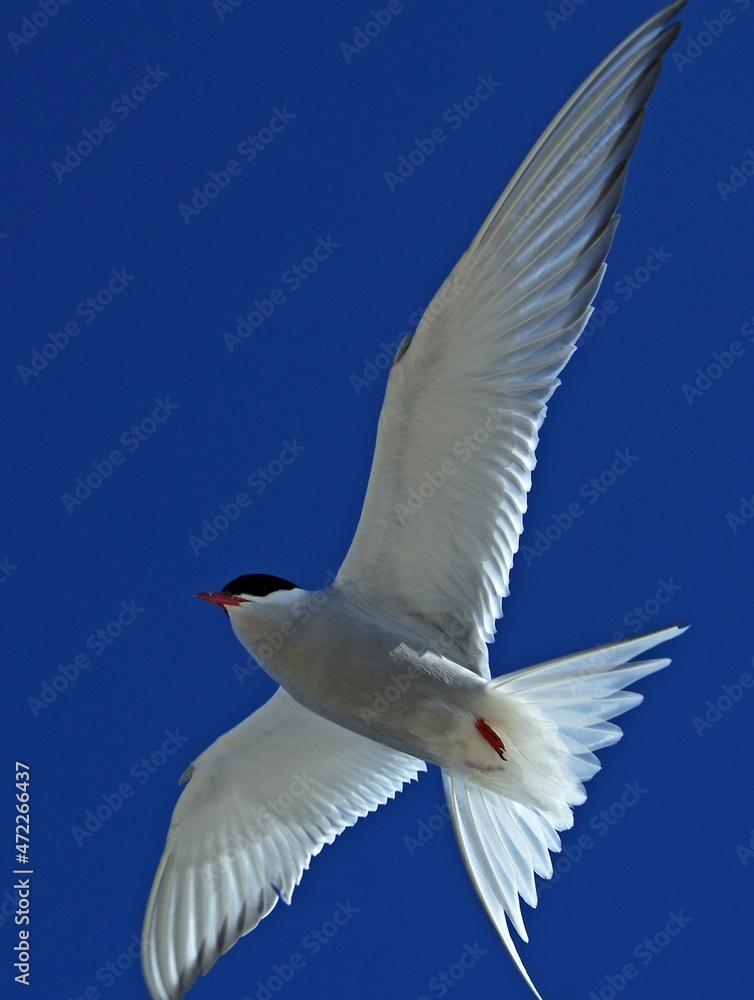 the flight of a tern against a blue sky the flight of a tern against a blue sky