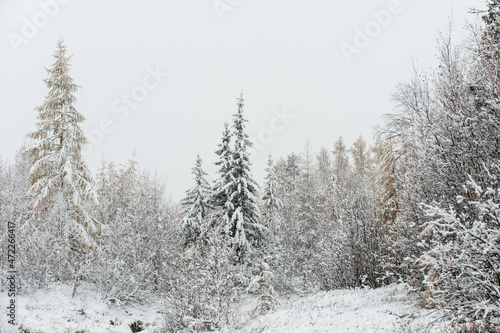 the first snow in the forest