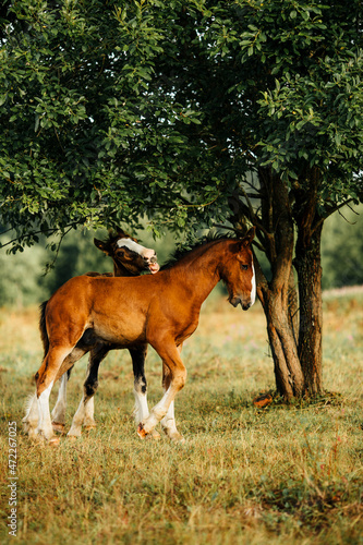 red and brown foal of breed vladimir draft horse play