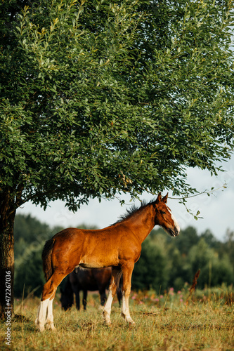 red foal of the Vladimir heavy truck breed