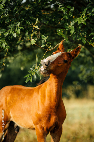 red foal smiling among the trees