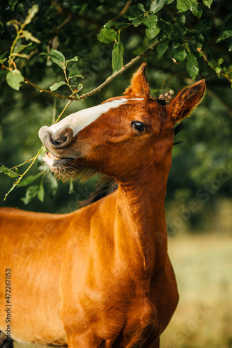 red foal eats leaves from a tree