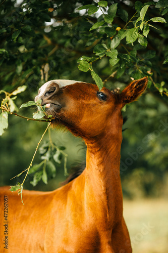 portrait of a red foal
