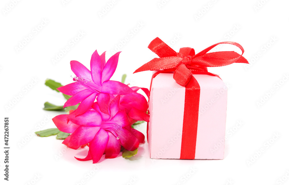Zygocactus with gifts. Zygocactus with gifts.