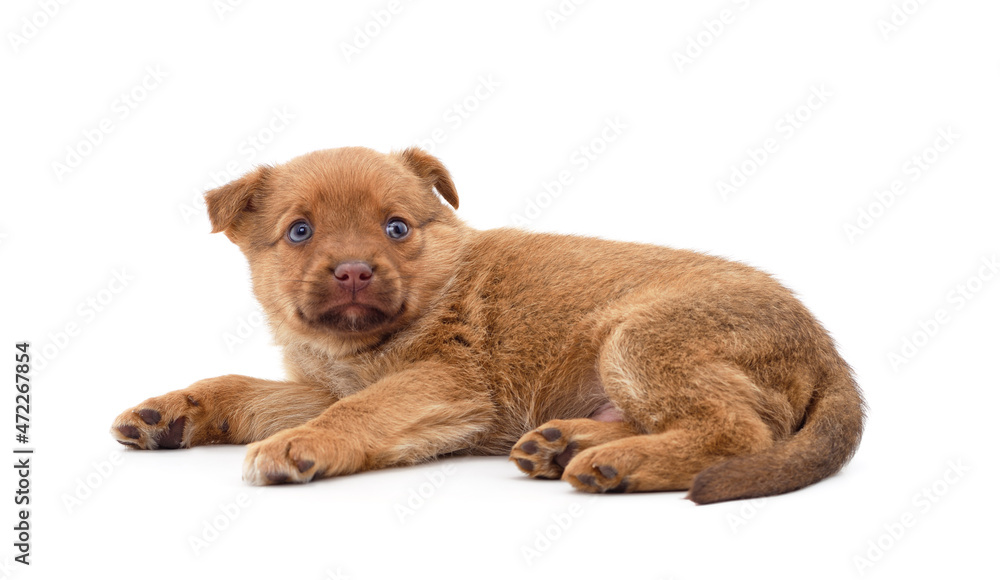 Obraz premium Ore puppy lies.