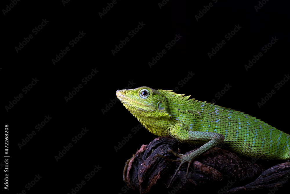 Maned forest lizard in black background	