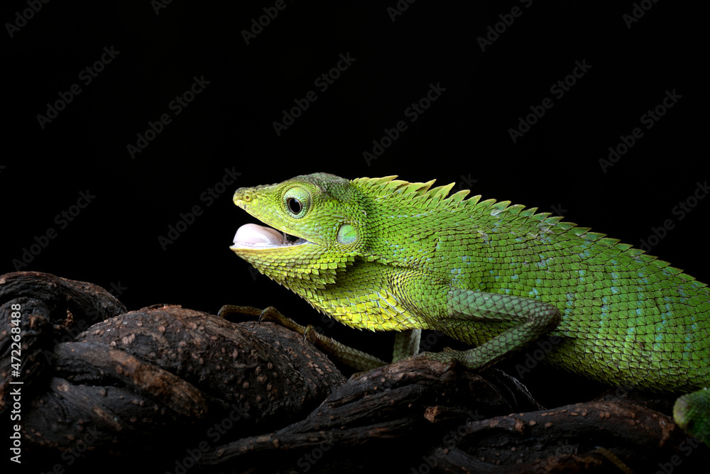 Fototapeta premium Maned forest lizard in black background 