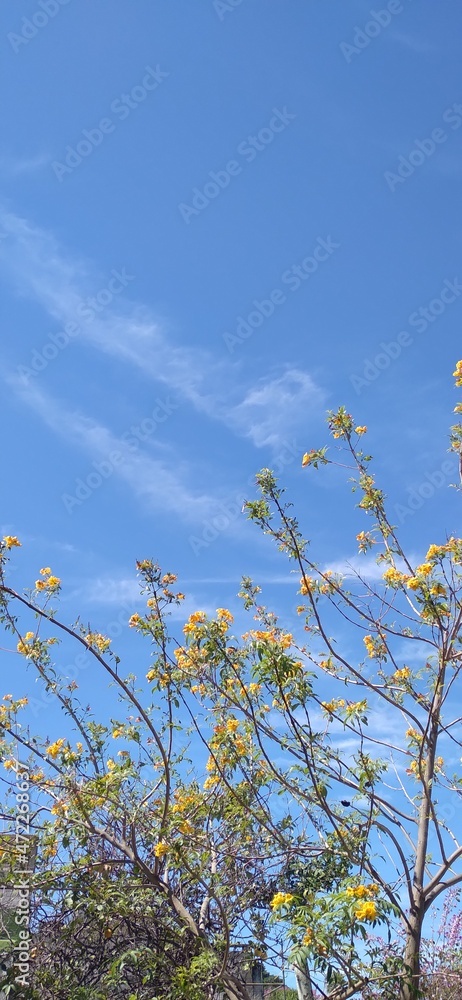 Obraz premium sky and tree