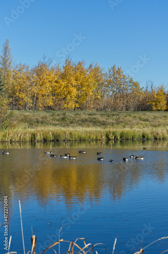 A Flock of Canada and Cackling Geese in Pylypow Wetlands