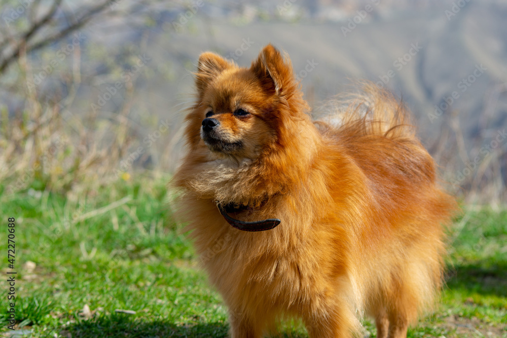 Pomeranian Spitz on a background of mountains Pomeranian Spitz on a background of mountains