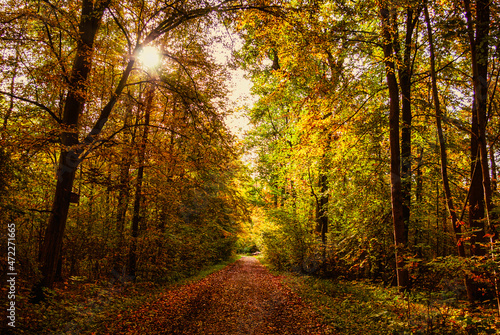 Stimmungsvolle Waldlandschaft mit buntem Herbstlaub und einem Sonnenstrahl
