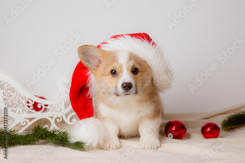 a Welsh corgi puppy on a New Year's background on a white background in the studio