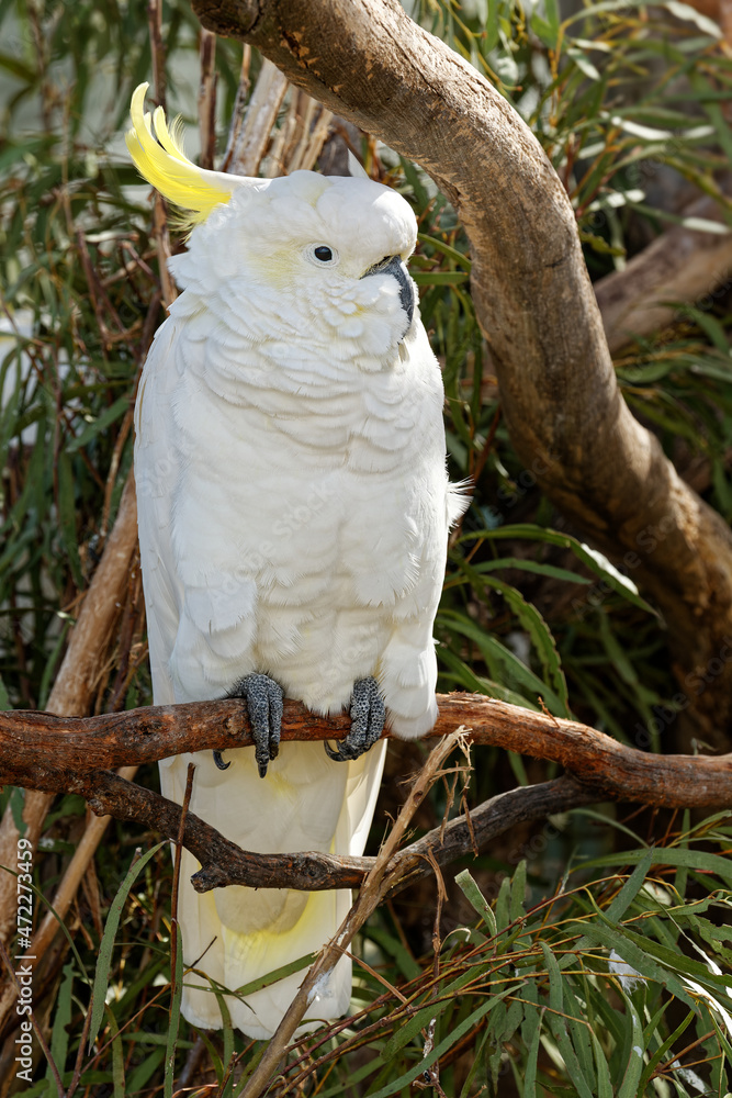 Ein Gelbhaubenkakadu sitzt auf dem Zweig eines Eucalyptus-Baums
Ein Gelbhaubenkakadu sitzt auf dem Zweig eines Eucalyptus-Baums