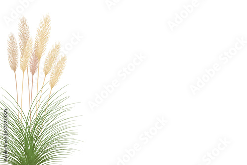 Set of pampas grass stems.Floral ornament elements in boho style.Planta seca para decoración, marco, fondo, impresión de tela, textil retro, papel tapiz.