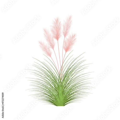 Set of pampas grass stems.Floral ornament elements in boho style.Planta seca para decoración, marco, fondo, impresión de tela, textil retro, papel tapiz.