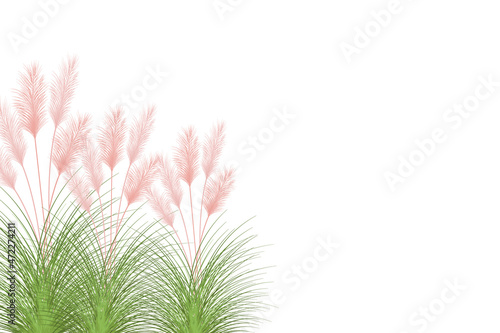 Set of pampas grass stems.Floral ornament elements in boho style.Planta seca para decoración, marco, fondo, impresión de tela, textil retro, papel tapiz.