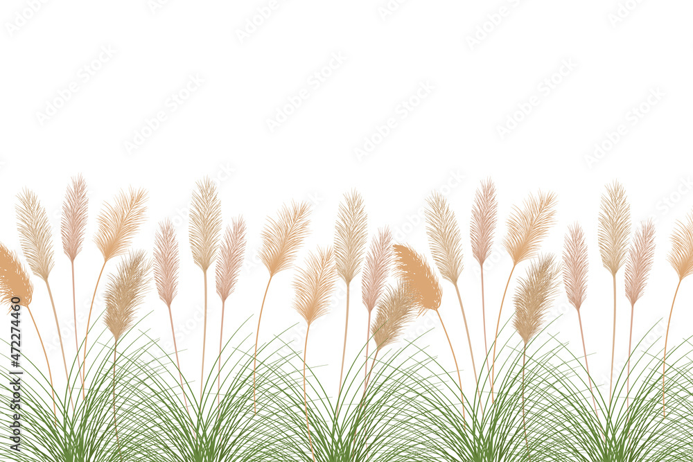 Set of pampas grass stems.Floral ornament elements in boho style.Planta seca para decoración, marco, fondo, impresión de tela, textil retro, papel tapiz. Set of pampas grass stems.Floral ornament elements in boho style.Planta seca para decoración, marco, fondo, impresión de tela, textil retro, papel tapiz.
