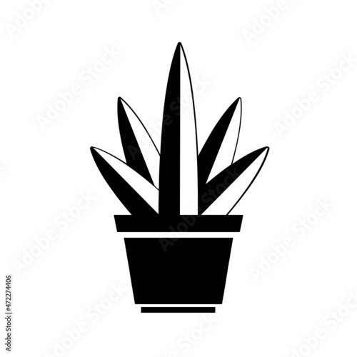 Pflanze Blume