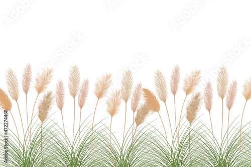 Set of pampas grass stems.Floral ornament elements in boho style.Planta seca para decoración, marco, fondo, impresión de tela, textil retro, papel tapiz.
