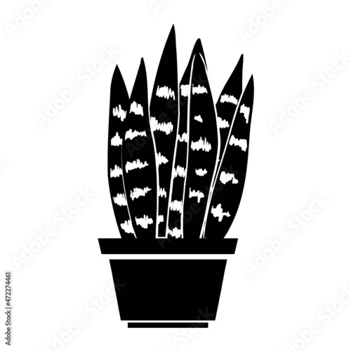 Pflanze Blume