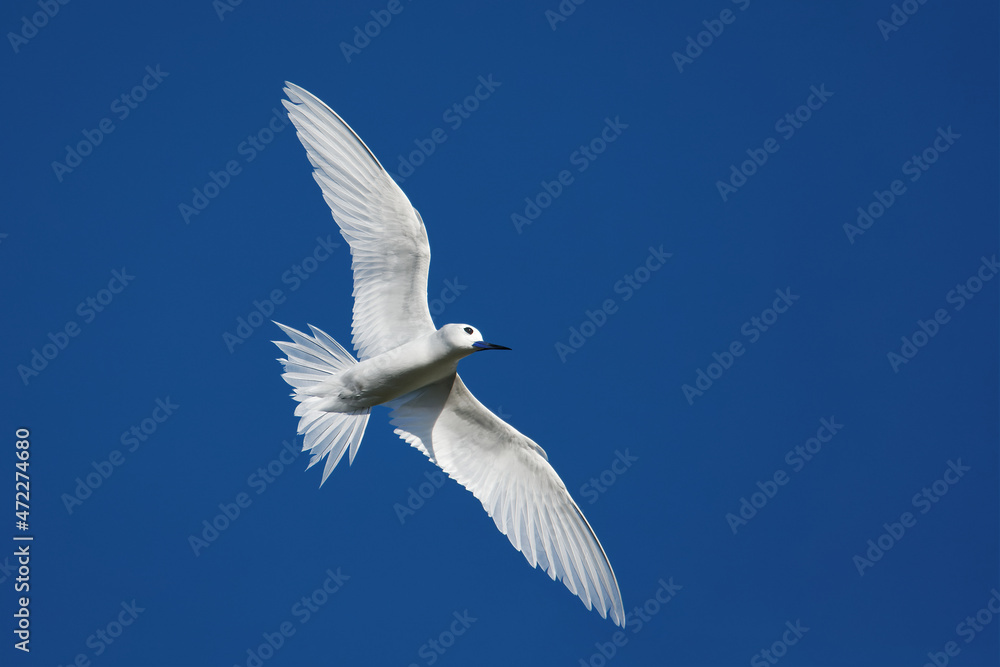 Feenseeschwalbe im Flug Feenseeschwalbe im Flug