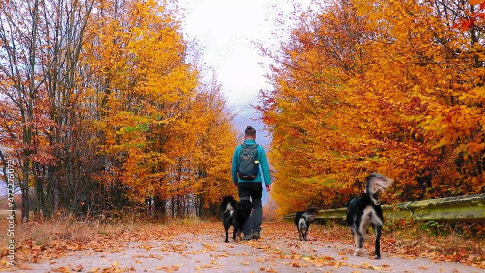 A man walks with his dogs on forest trail surrounded by colorful leaves during fall A man walks with his dogs on forest trail surrounded by colorful leaves during fall