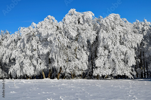 Aubrac- Hêtres  glacés
