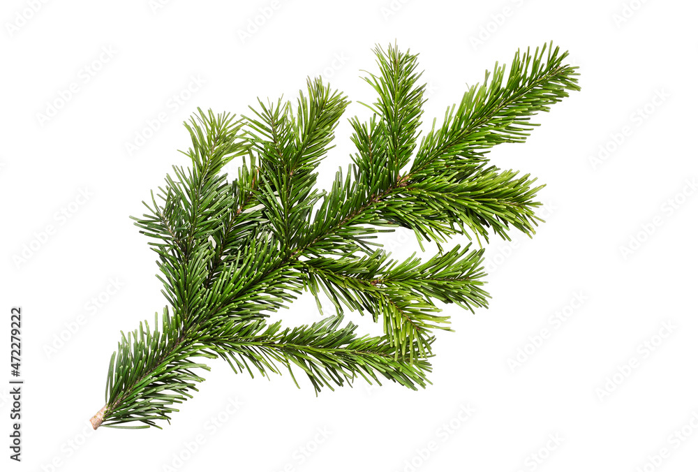 Christmas tree branch isolated on white background Christmas tree branch isolated on white background