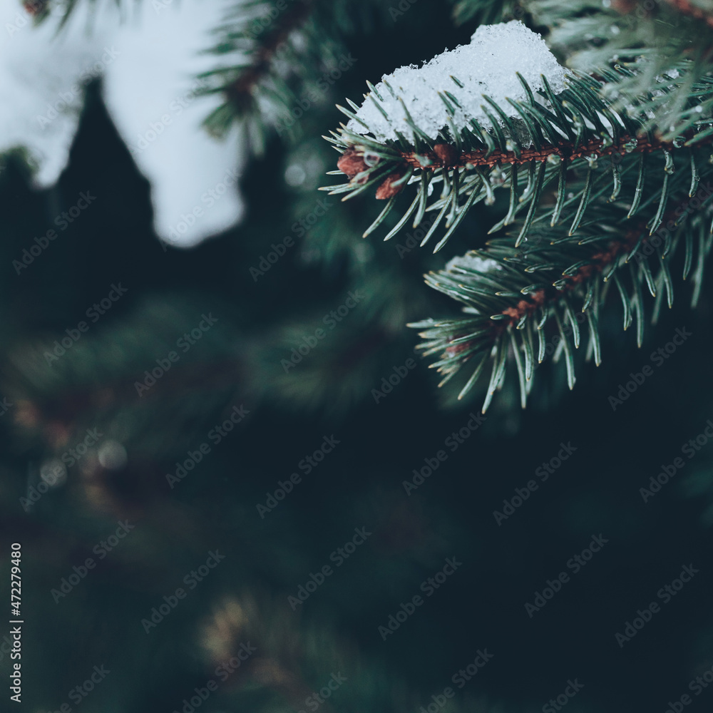 Beautiful Christmas Background with snowed green fir tree brunch close up. Copy space, moody dark toned design for seasonal quotes. Vintage December wallpaper. Natural winter holiday forest backdrop