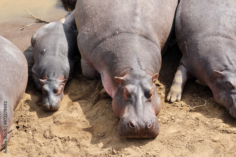 Hippos Hippos