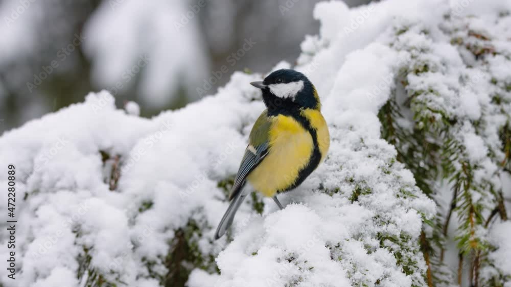 Bird tit in winter. A snowy forest in winter. New Year's and Christmas. Parus major. Bird tit in winter. A snowy forest in winter. New Year's and Christmas. Parus major.