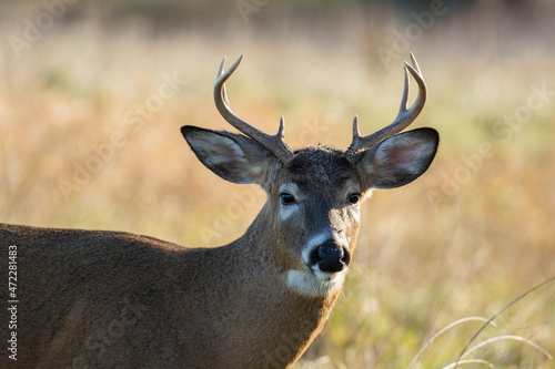 white tailed deer in rut