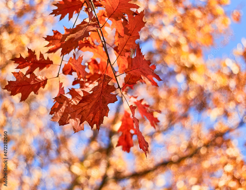 Autumn tree leaves on sky background. Golden autumn. Autumn tree leaves on sky background. Golden autumn.