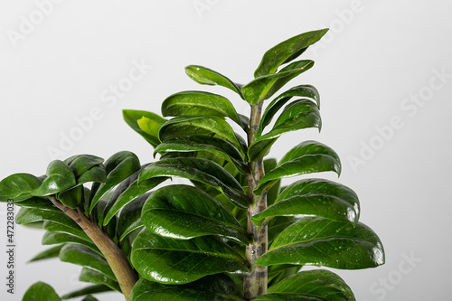 flower Zamioculcas Zamiifolia infected with necrosis and late blight, selective focus. Concept of caring for domestic plants and protection from diseases. Green leaves on gray background. photo