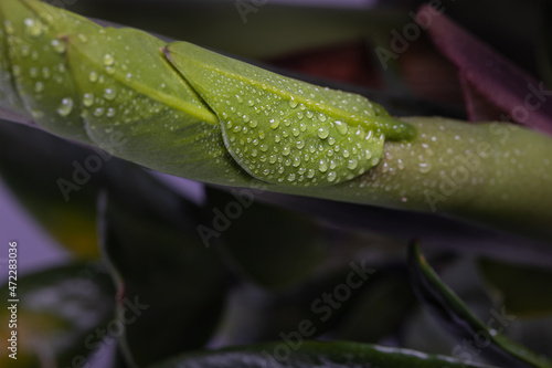 drops of water on fresh leaf of Zamioculcas, selective focus. Young sprout of Aroid Palm on dark blurred background.Concept of new life in nature