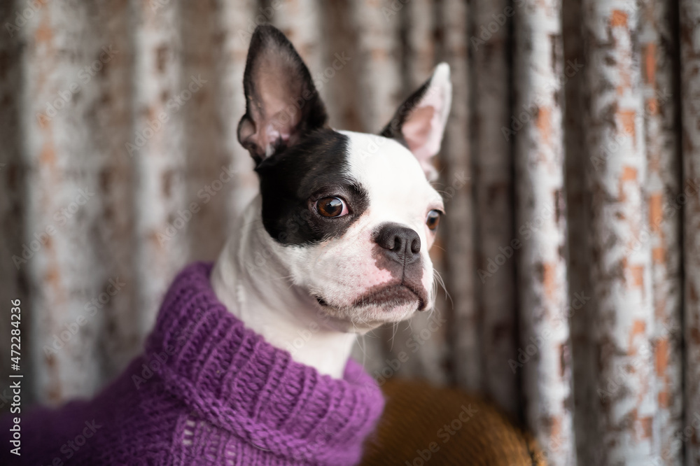 Boston Terrier puppy wearing a purple wool jumper. The dog is staring out of a window there are curtains behind her. Boston Terrier puppy wearing a purple wool jumper. The dog is staring out of a window there are curtains behind her.