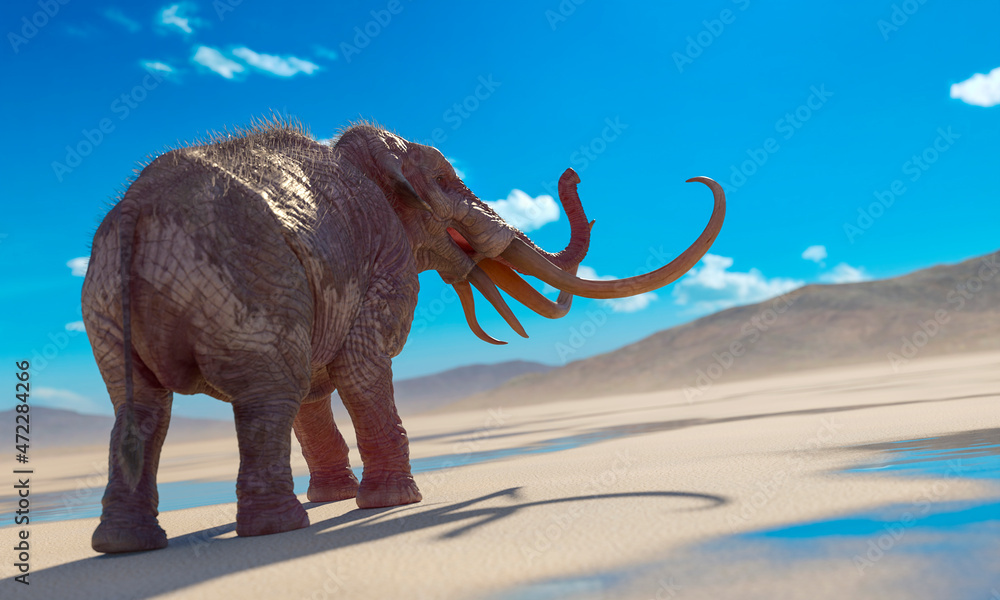 Fototapeta premium mammoth is angry in the desert after rain with copy space rear view