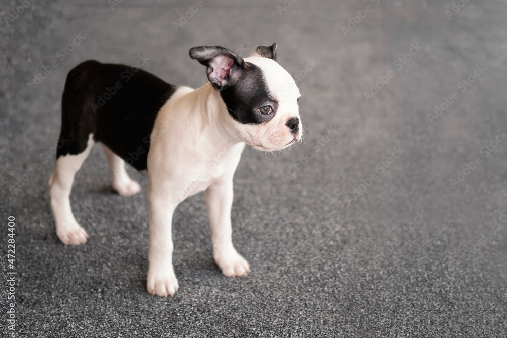 Boston Terrier puppy standing on grey carpet indoors.
