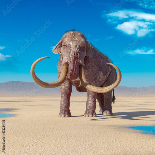 mammoth in the desert after rain is looking for water © DM7
