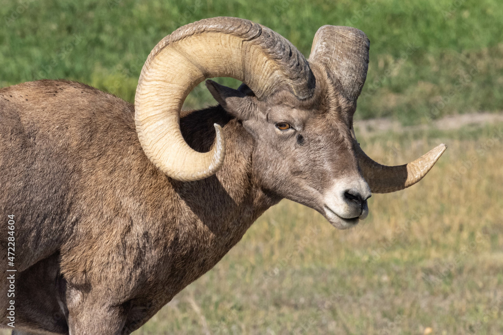 Close Up Male Bighorn Sheep