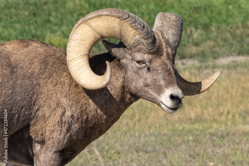 Close Up Male Bighorn Sheep