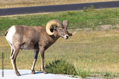 Male Bighorn Sheep On Sidewalk in South Dakota