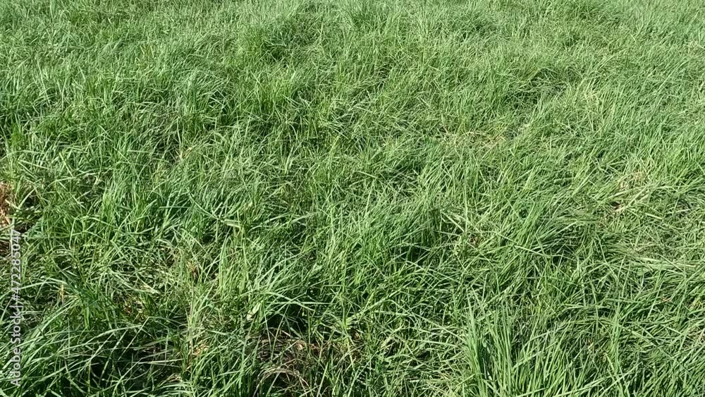 green grass in the wind background green grass in the wind background