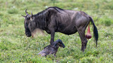 A mother wildebeest waits for her cute baby calf to get on its wobbly legs, Ngorongoro Concervation Area, Tanzania, Africa.