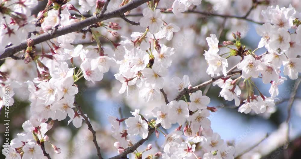 Cherry blossoms in Tokyo in spring season daytime. Cherry blossoms in Tokyo in spring season daytime.