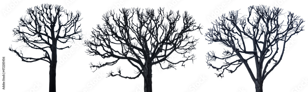isolated three winter large bare dark grey trees isolated three winter large bare dark grey trees