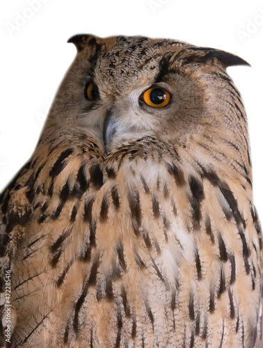 large eagle owl close-up on white