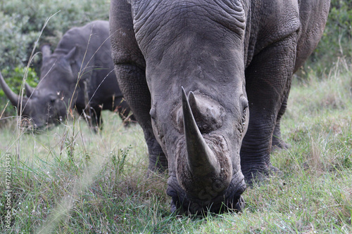 Wallpaper Mural Rhino Torontodigital.ca