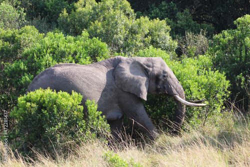 Wallpaper Mural Elephant Torontodigital.ca