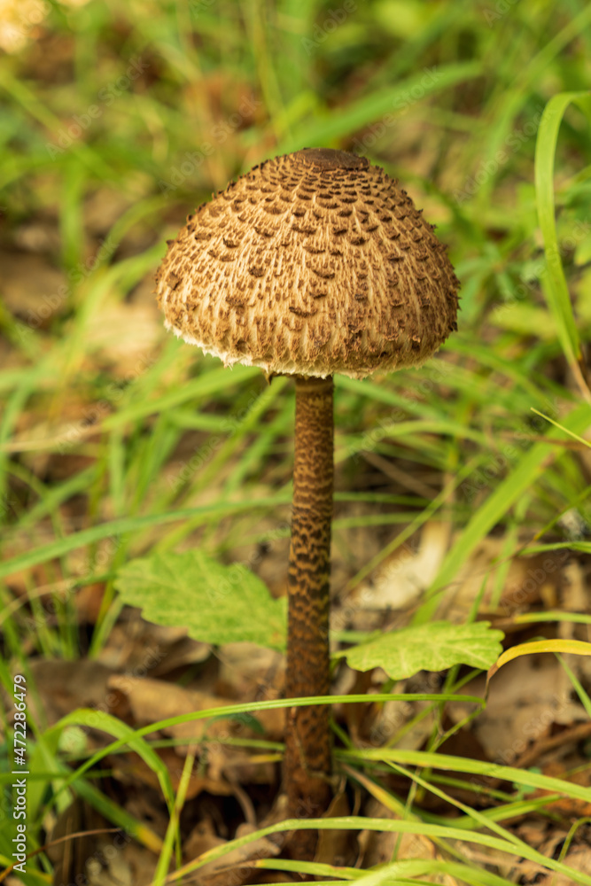 Brown umbrella mushroom on a long stalk among the leaves and grass. Edible forest mushroom. Brown umbrella mushroom on a long stalk among the leaves and grass. Edible forest mushroom.